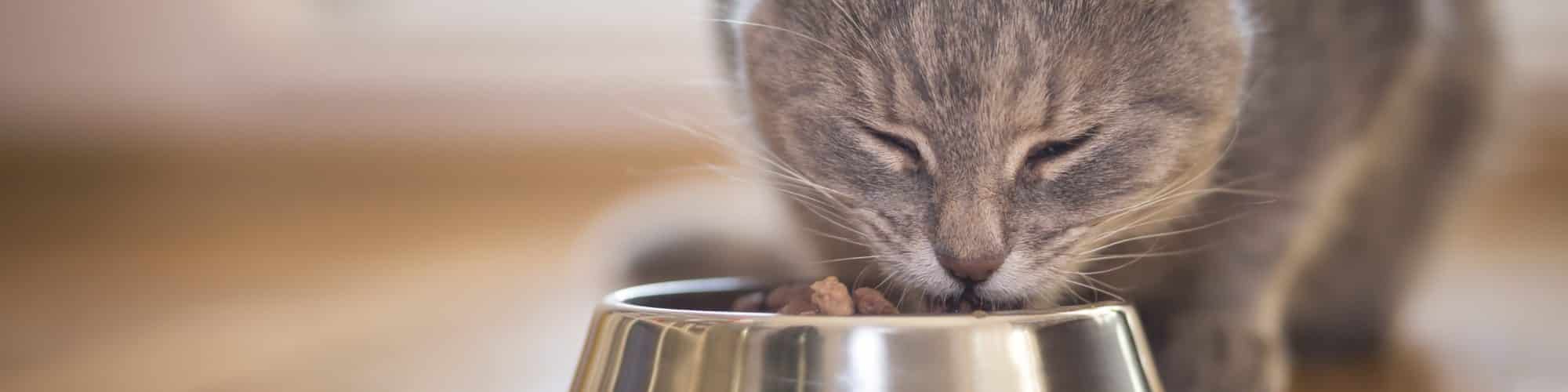 Kattfoder