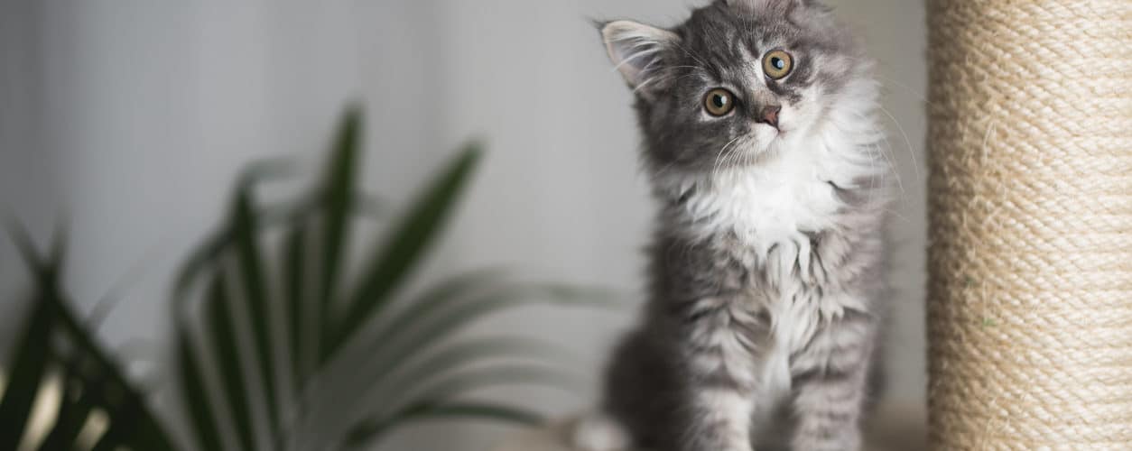 Hemmet Katt