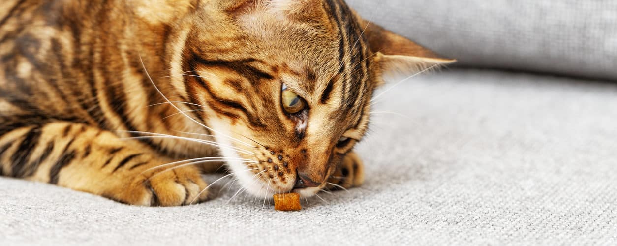 Snacks Katt