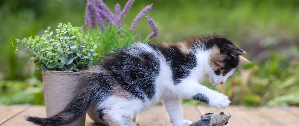 Aktivering Katt