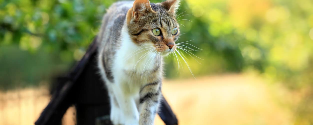 Katt