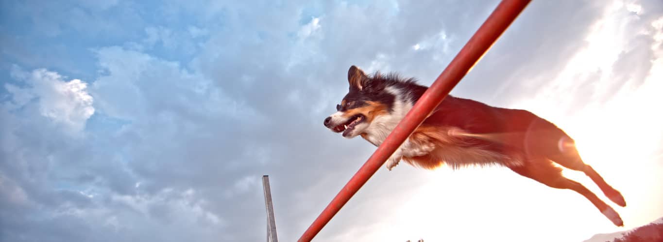 Träning Hund