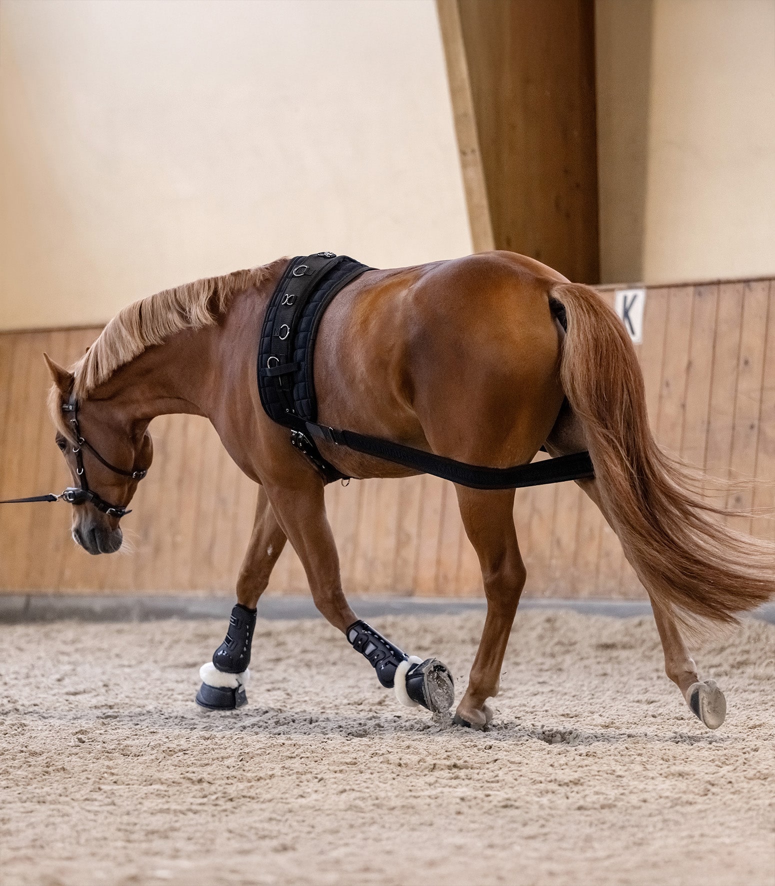 Waldhausen Body Bandage Svart Cob/Full - Bild 2