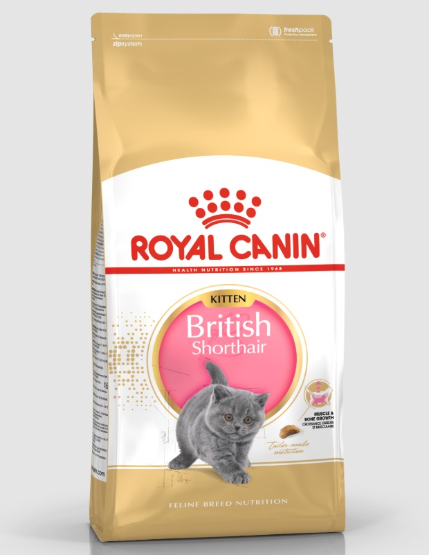 RC British Shorthair Kitten 2 kg